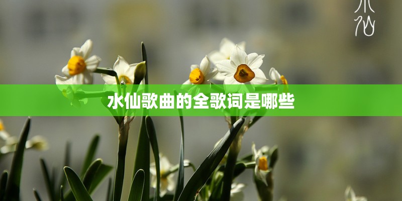 水仙歌曲的全歌词是哪些
